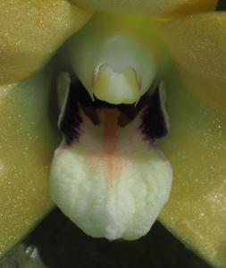 Dendrobium papyraceum