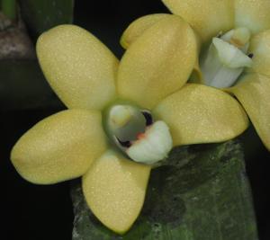 Dendrobium papyraceum