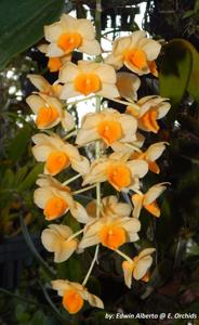 Dendrobium griffithianum