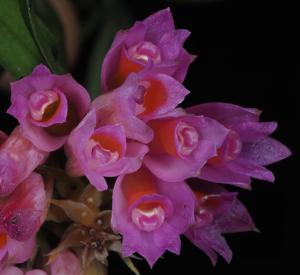 Dendrobium caliculi-mentum