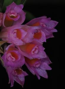 Dendrobium caliculi-mentum