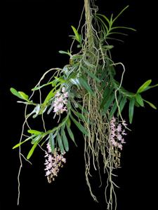 Aerides falcata