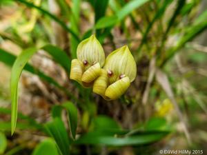 Maxillaria egertoniana
