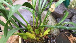 Maxillaria egertoniana