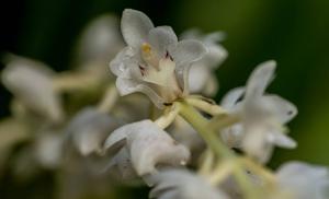 Bryobium hyacinthoides