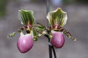 Paphiopedilum victoria-regina