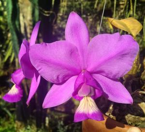 Cattleya nobilior