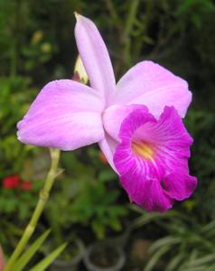 Arundina graminifolia