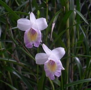 Arundina graminifolia