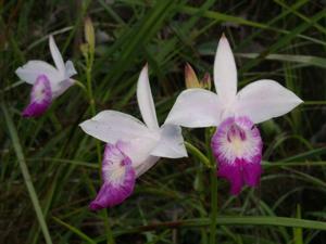 Arundina graminifolia