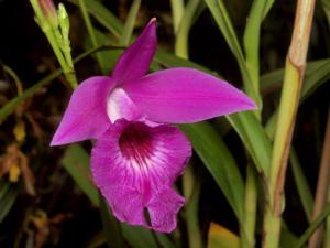 Arundina graminifolia