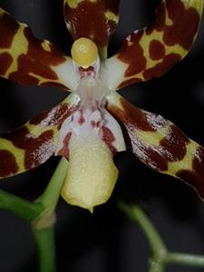 Oncidium maculatum