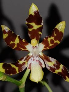 Oncidium maculatum