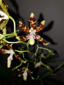 Oncidium maculatum