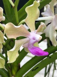 Vanda tessellata