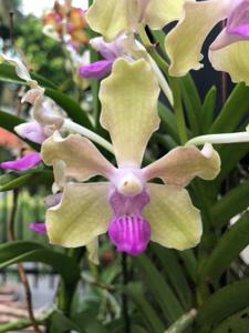 Vanda tessellata