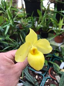 Paphiopedilum armeniacum