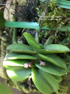 Schoenorchis fragrans