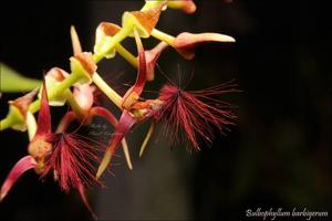 Bulbophyllum barbigerum