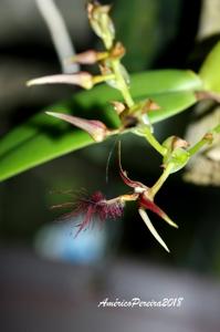 Bulbophyllum barbigerum