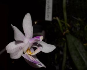 Phalaenopsis lindenii