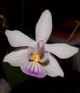 Phalaenopsis lindenii