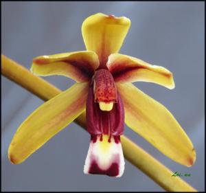 Cymbidium finlaysonianum