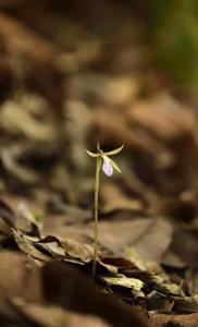 Nervilia macroglossa