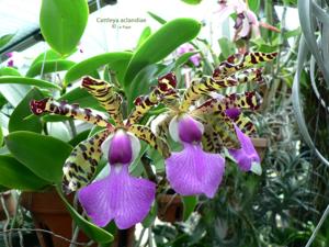 Cattleya aclandiae