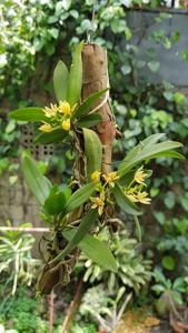 Trachoma sarcochiloides