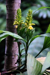 Neuwiedia zollingeri