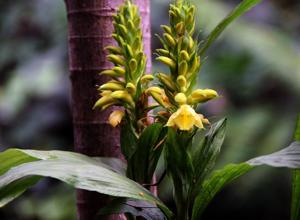 Neuwiedia zollingeri