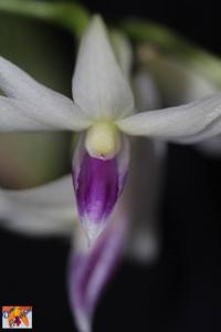 Dendrobium amethystoglossum