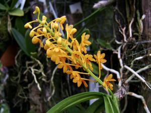 Vanda aurantiaca subsp. aurantiaca
