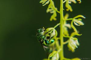 Notylia barkeri