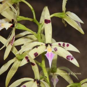 Prosthechea prismatocarpa