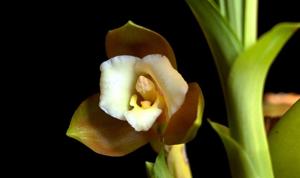 Lycaste dowiana