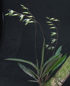 Anathallis linearifolia
