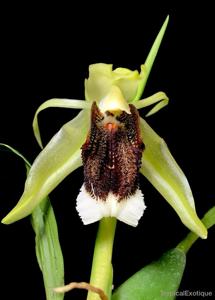 Coelogyne speciosa