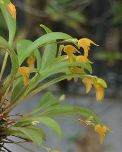 Pabstiella trifida