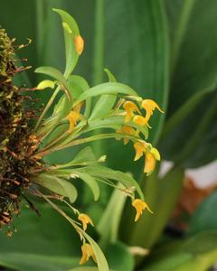 Pabstiella trifida