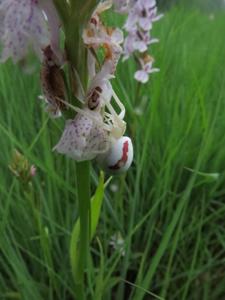 Dactylorhiza maculata subsp. maculata