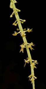Oberonia longilabris