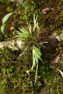 Oberonia longilabris