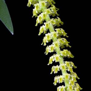 Oberonia padangensis