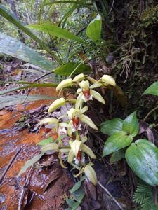 Coelogyne asperata