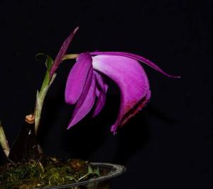 Pleione pleionoides