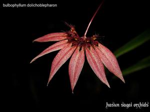 Bulbophyllum brevibrachiatum