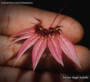 Bulbophyllum brevibrachiatum