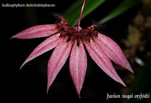 Bulbophyllum brevibrachiatum